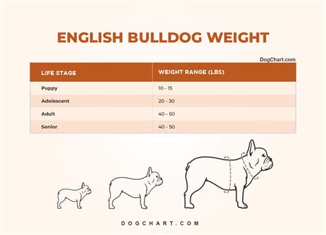 english bulldog weight chart kg|english bulldog full grown weight.